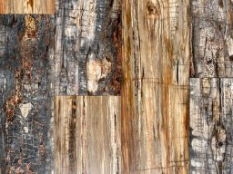 Petrified Wood Plank Flooring Ancient Wonder Meets Aerospace Innovation